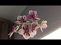 Мои орхидеи в июне/Цветут мои орхидеи/My orchids in June