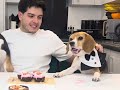 COOKING WITH BEAGLES | Valentine’s Cupcakes 💖