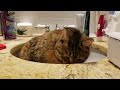 Cat discovers the joy of laying in the bathroom sink