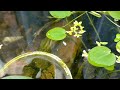 Releasing red swordtail fish into the newly set up fish tank 🐟❤️🌱 | AQUARIUM