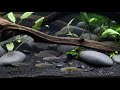 DIY STREAM Style Aquascape (Low Tech)