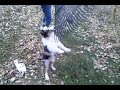 Sheltie puppy does not like the rake