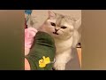 Funny actions of cats 😂🐶 Best Funny Animal Videos 2024 🤣