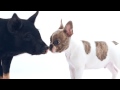 Puppies Meet Baby Animals