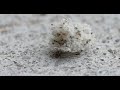 Lacewing Larvae are Terrifying and AMAZING  |  