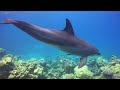 Ocean 4K - Sea Animals for Relaxation, Beautiful Coral Reef Fish in Aquarium(4K Video Ultra HD) #114