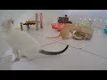 😻 When Cats Are So Silly 😹 I will die laughing 😹🙀 Best Funny Animal Videos 🤣