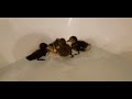 duck bath 🦆