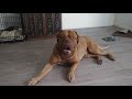 French mastiffs have spousal abuse issues