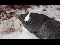 Antarctica: The land of ice and snow. Documentary film, 2023