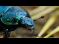 How Dung Beetles Evolved to Eat Poop