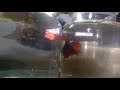 Cupang Koi Multicolor VS Cupang Halfmoon