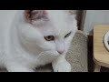 무슨 말이다냥 #beautiful #coco  #cute   #happylife #whitecat #똑똑한 #예쁜 #귀여운