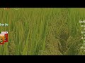 កសិករគំរូរ: ស្រែបងភារម្យ👨‍🌾🌾