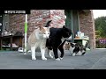 Funny cat fight scene captured on CCTV