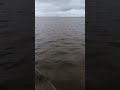 Douggie Dog Walking Adventures - Wildlife Watch - Dolphin / Porpoise swimming in the River Humber