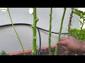 How to prune okra plants | Pruning okra plants for better yield, higher production and easy harvest