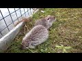 coypus puppies - cuccioli di nutria