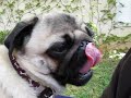 happy the pug eating a banana