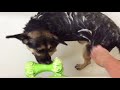 Shower your dog with ease - thanks to the Enrichment Bone!