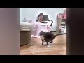 Funny DOGS and CATS Videos 2024 🤣🐶 Best Funniest Animal Videos of July🤣