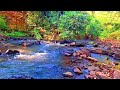 MORNING MELODY IN THE WOODS | BEAUTIFUL STREAM AND BIRDSONG, ASMR FOREST, RELAXING NATURE SOUNDS