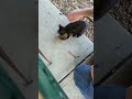 Final Kitten Wisperin' - Getting Adopted