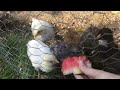 Feeding my chicks watermelon 🍉 🐥