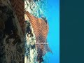 Rare Ornate Eagle Ray Spotted in the Maldives 🔍🌊🇲🇻 📽 - moodhumeehaa