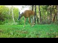 Exciting New Visitors in My Yard!