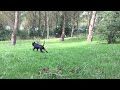 Rottweiler Dobermann mix having fun, slomo