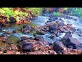 FOREST MORNING HARMONY | CALMING STREAM AND BIRDSONG, RELAXING NATURE SOUNDS ASMR