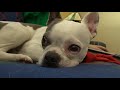 Boston Terrier Dog Snoozing for 10 Minutes (ASMR) | 2020