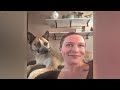 Try Not To Laugh Cats And Dogs Videos😛🐶New Funny Animals Video 2024