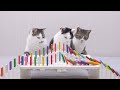 Cats and Domino 2