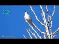 3 Little Birds ~ Call ~ Song ~ Sound