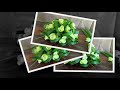 Easy Flower Arrangement | Coconut Leaves + Springery + Rose