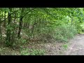 Walking alone in the forest