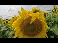 visiting sunflower farm,