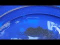 Test Panning A New Spot  |  Southern Oregon Gold Prospecting