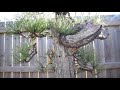 Cherry Blossom Bonsai