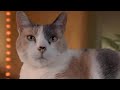 ▶ At The Freaking Movies  A Matter Of Faith!  (Creationist Cat Mirror)
