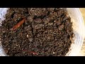 DIY Arid Desert Bioactive Vivarium for Blue Beetles