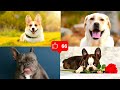 10 Sounds Dogs Like To Hear