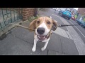 Why Beagles are Awesome!