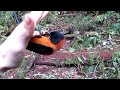 Holding poisonous Hooded Pitohui bird