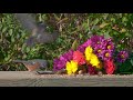 Cat TV for Cats to Watch 😺❤️💐 Carnations, mother birds, chipmunks, and squirrels 🐿 8 Hours(4K HDR)