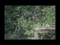 Gentle Rain Melodies: Your Perfect Meditation Soundtrack