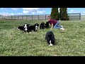 Bernese Mountain Dog Puppies Playing