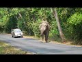 Ep.462 พลายโยโย่วหวงเมีย จะไปลุยพลายงางอน#เขาใหญ่ #wildlife #ช้างป่า #elephant #news #ท่องเที่ยว